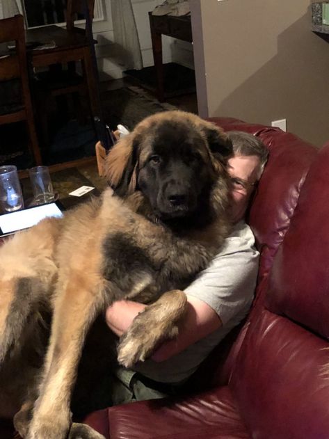 Leonberger Dog Puppy, Leonberger Puppy, Leonberger Dog, Beautiful Dog Breeds, Dog Milk, Very Cute Dogs, Lovely Creatures, Large Dog Breeds, Service Dogs