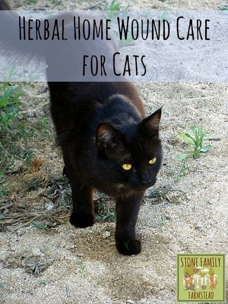 Cat Wound Care, Natural Wound Care, Cat Wounds, Urban Chickens, Cat Care Tips, Natural Cat, Cat Garden, Wound Care, Cat Condo