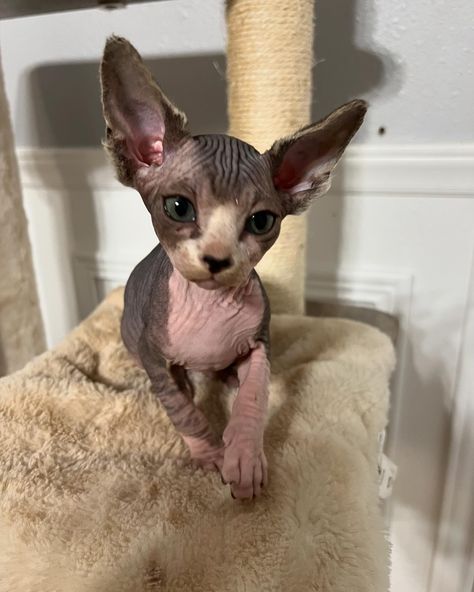 Bicolor tabby male sphynx kitten💚 #sphynx #sphynxkittens #sphynxcat #texassphynx #sphynxtexas #houstonsphynx #austinsphynx #dallassphynx #sanantoniosphynx #tabbysphynx #bicolorsphynx #sphinx #sphinxcat #sphinxkittens Sphinx Cat, Sphynx Cat, Sphynx, Kittens, Animals, Quick Saves