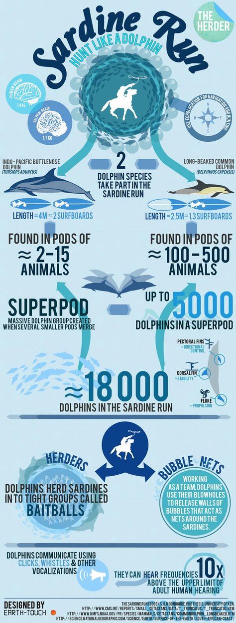 Dolphin Infographic, Dolphin Habitat, Dolphin Facts, Science Infographics, Common Dolphin, Dolphin Family, River Dolphin, Save Our Oceans, Marine Biologist