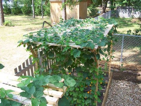 Click this image to show the full-size version. Snap Pea Trellis, Pea Growing, Hops Trellis, Growing Vegetables From Seeds, Hop Farm, Sugar Snap Pea, Pea Trellis, Hops Plant, Herbal Garden