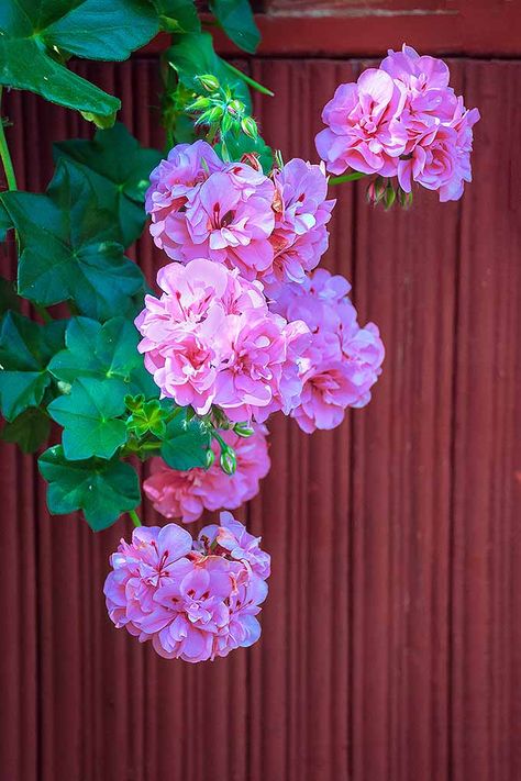 Ivy Geranium Hanging Baskets, Growing Geraniums, Hanging Ivy, Geranium Care, Ivy Geraniums, Ivy Flower, Tan Flowers, Geranium Plant, Geranium Flower