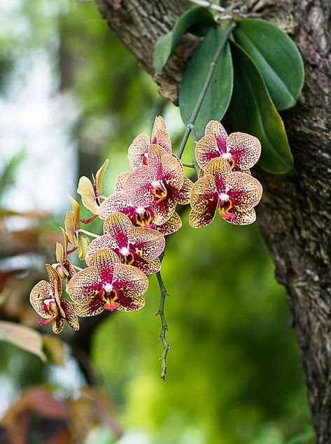 Orchid | Orchid growing on Tree | Marc Crowther (南アフリカ) | Flickr Orchid Growing, Repotting Orchids, Orchid Photography, Orchid Tree, Growing Orchids, Moth Orchid, Exotic Orchids, Orchids Garden, Wild Orchid