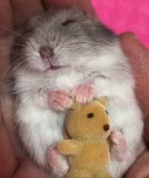 Hamster Pics, Hamsters As Pets, Tattoo Wallpaper, Hamster Life, Hamster Habitat, Baby Hamster, Tiny Teddies, Funny Hamsters, A Hamster