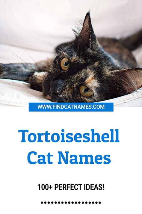 If you’re looking for tortoiseshell cat names, you’re in the right place. We’ve got 100+ ideas perfect for your new tortie. Torti Cat, Tortoiseshell Cat Names, Grey Cat Names, Calico Cat Names, Girl Cat Names, Tortie Cat, Funny Cat Names, Cute Cat Names, Tortoiseshell Cat