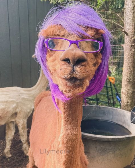 Cassie is thinking about applying for a job as a librarian. Do you think she’ll get the job? Go to @americanmadealpaca to see a cute video of Cassie I posted yesterday. My alpacas love to dress up! Cassie really is wearing the wig and glasses. #alpacasofinstagram #llamalover #alpacalove #alpaca #petloversofinstagram #petlife #toocuteforwords #toofunny Applying For A Job, Farm Visit, Cute Video, Pet Life, Hudson Valley, Cute Gif, Get The Job, Librarian, Llama