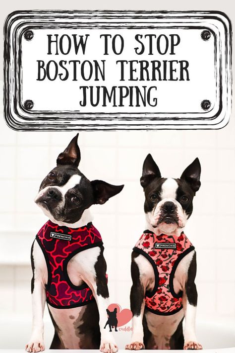 Dog Jumping Fence, Boston Terrier Illustration, Dog Bad, Terrier Breeds, Boston Terrier Puppy, Purebred Dogs, Boston Terrier Dog, Terrier Puppy, Dog Safety