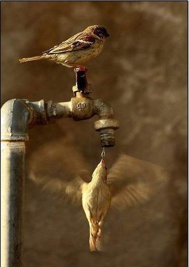 You cant get yourself into Flow, you can only get others into Flow! Scenic Pictures, Perfectly Timed Photos, Two Birds, Pretty Birds, Small Birds, Pics Art, Rumi, Bird Watching, Love Birds