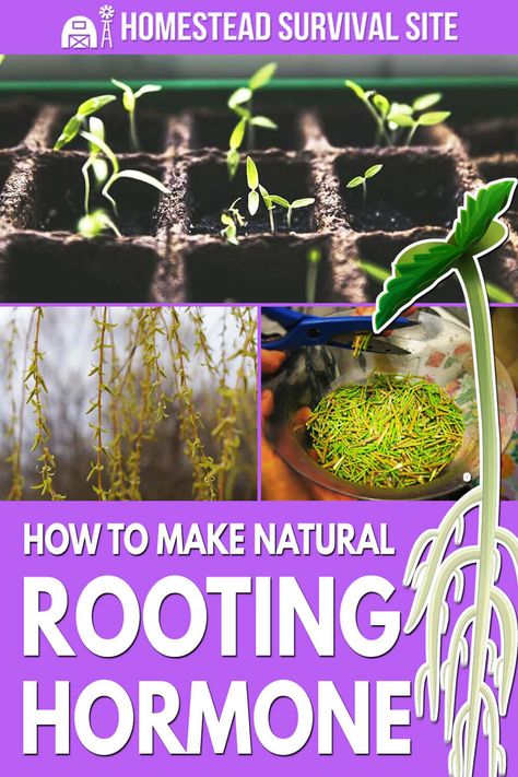 Rooting Hormone Diy, Dome Homes, Medicinal Garden, Sustainable Gardening, How To Regulate Hormones, Rooting Hormone, Garden Kit, Homestead Survival, Geodesic Dome