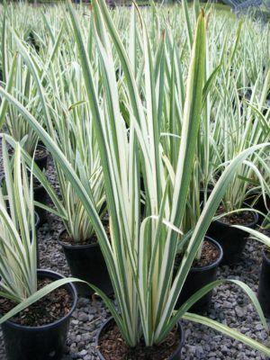 Variegated Iris, Green Industry, Full Sun Perennials, Sun Perennials, Foundation Planting, Ring Pop, Nurseries, Garden Landscaping, Planting