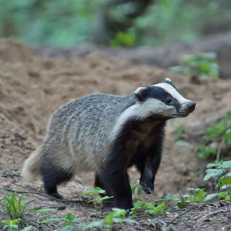 European Badger, Cottagecore Animals, Forest And Wildlife, Manatees, Paws And Claws, Extinct Animals, Weird Animals, Woodland Creatures, Animals Of The World