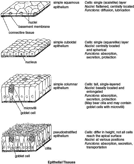 Epithelial Tissue Epithelial Tissue, Tissue Biology, Biology Anatomy, Massage School, Basement Membrane, Human Biology, Medical Notes, Human Tissue, Basic Anatomy And Physiology