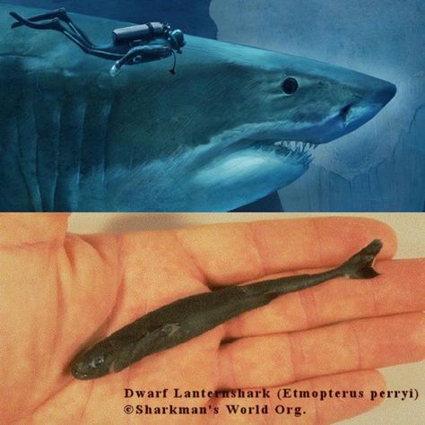 Size matters:  reconstruction of the megalodon shark (Carcharocles megalodon) dating back to 20 million years ago and current, tiny dwarf lantern shark (Etmopterus perryi): 59 feet versus 0.55 feet Lantern Shark, The Megalodon, Megalodon Shark, Grain Of Sand, Size Matters, Dont Touch Me, Marine Life, Sharks, Lanterns