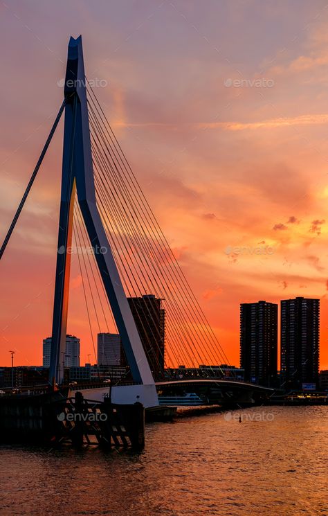 Erasmus Bridge, Rotterdam City, Graphic Design Portfolio Inspiration, Rotterdam Netherlands, South Holland, Holland Netherlands, Websites Design, Beauty Websites, Inspirational Artwork