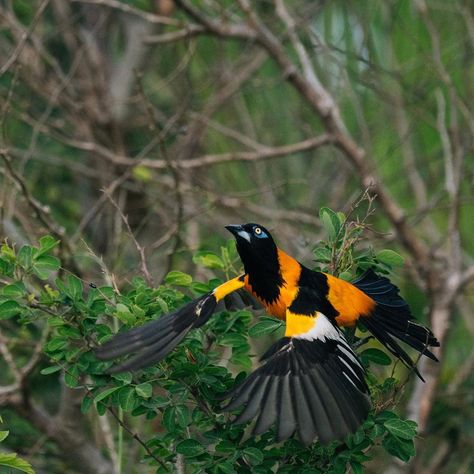 Venezuelan Troupial, Spider Sona, Earth Photography, Canvas Painting Diy, Manifestation Quotes, Diy Painting, Puerto Rico, Nature Photography, Canvas Painting