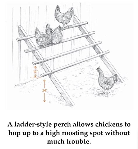 Ladder style chicken perch Chicken Coop Perch, Chicken Ladder, Reban Ayam, Chicken Perch, Chicken Perches, Chicken Roost, Chicken Shed, Raising Chicks, Backyard Chicken Coop Plans