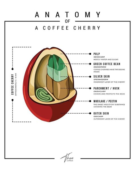 Coffee Roasters & Cafe Daily on Instagram: “ANATOMY OF A COFFEE CHERRY 🍒. • Tag a coffee friend who needs to see this amazing roasting journey! • Picture by @theoglr…” Coffee Cherry, Coffee Process, Cafe Barista, Coffee Infographic, Coffee Lab, Coffee Guide, Coffee Facts, Good Roasts, Coffee Business