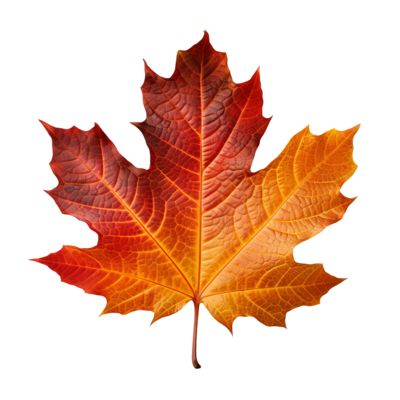 Editing Pack, Fall Leaves Png, Fall Classroom Decorations, Fall Classroom, Leaves Png, Autumn Leaf, Reference Images, Art Class, Free Png