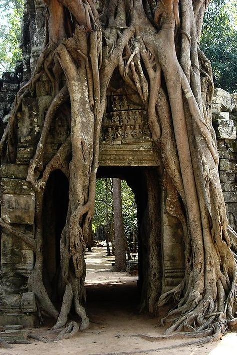 Angkor Wat, Cambodia | 32 Magical Destinations To Visit In This Lifetime Weird Trees, Angkor Wat Cambodia, Unique Trees, Angkor Wat, Angkor, Magical Places, Beautiful Tree, Abandoned Places, Asia Travel