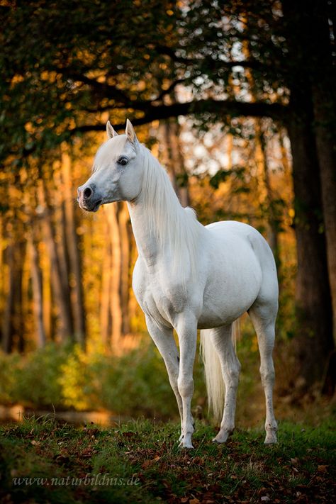 It's unrealistic how beautiful this horse is. Would be beautiful next to the solid black horse Cai Arabi, Regnul Animal, Most Beautiful Horses, Most Beautiful Animals, Majestic Horse, All The Pretty Horses, Horse Crazy, Airbrush Art, White Horses