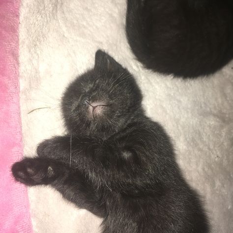 adorable 2 week old black kitten sleeping Kitten Sleeping, Sleepy Kitten, Hello Kitty Jewelry, Newborn Kittens, Sleeping Kitten, I Saw The Light, Black Kitten, Baby Kittens, Adorable Baby