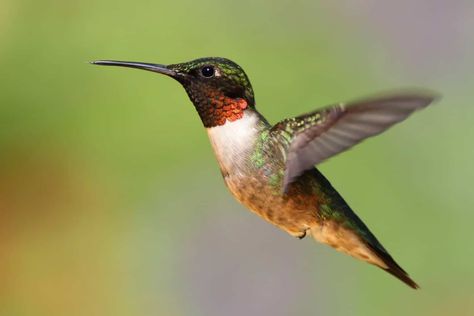 Ruby-throated Hummingbird Make Hummingbird Food, Homemade Hummingbird Food, Hummingbird Nectar Recipe, Hummingbird Food, Hummingbird Nectar, Hummingbird Pictures, Ruby Throated Hummingbird, Bees And Wasps, Hummingbird Garden