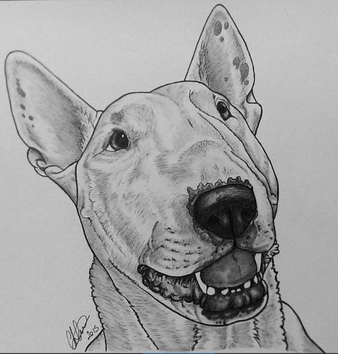 Bull Terrier Drawing, Bullterrier Art, Bull Terrier Tattoo, Bull Terrier Art, Pitbull Art, Bull Tattoos, English Bull Terriers, Bull Terriers, Bull Terrier Dog