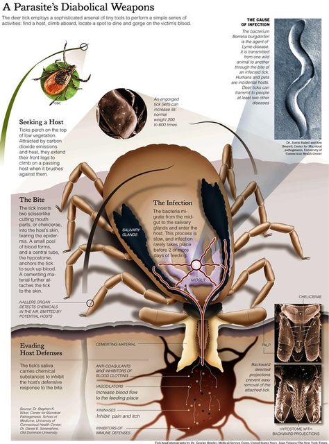 Lyme's Disease, Hollistic Health, Vet Tech School, Deer Ticks, Tick Bite, Vet Medicine, Tick Repellent, Vet School, Animal Science