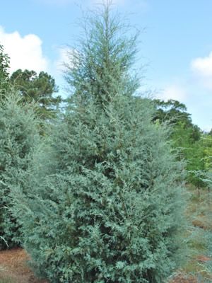 Carolina Blue Sapphire - Cupressus glabra 'Carolina Sapphire' Carolina Sapphire Cypress, Giant Arborvitae, Thuja Green Giant, Emerald Green Arborvitae, Leyland Cypress, Fast Growing Evergreens, Long Blooming Perennials, Privacy Trees, Backyard Trees