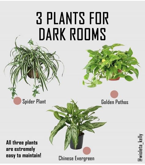 Plants For Dark Rooms, Inside House Plants, Best Bathroom Plants, Low Light House Plants, Dark Rooms, Indoor Plants Low Light, Easy House Plants, Bread Homemade, Household Plants