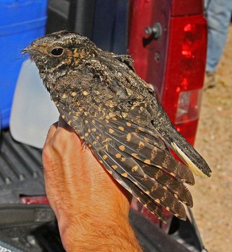 Remembering the call of the whippoorwill during the night, deep in the country in Central Wisconsin. Includes information about the bird, it's preferred habitat, it's range, and an audio of it's call. Whipperwill Bird, Whip Poor Will, Small Feather Tattoo, San Bernardino Mountains, Nocturnal Birds, My Old Kentucky Home, Feather Tattoo, Bird Watcher, San Bernardino