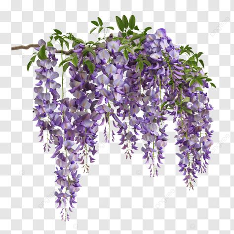 wisteria flower purple leaves wisteria flower purple leaves purple png Purple Png, Wisteria Flower, Purple Leaves, Flower Purple, Flowers Png, Pyrography, Wisteria, Purple, Flowers