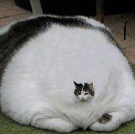 Fat Cats Funny, Obese Cat, Cute Fat Cats, Fat Animals, Funny Looking Cats, Image Chat, Funny Animal Photos, Silly Cats Pictures, Cute Cats Photos