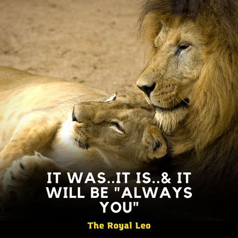 Lion Relationship Quotes, Lion Couple Quotes, Lion Love Male And Female, Lion And Lioness Quotes, Lion Love Couple, Lioness Quotes Woman Strength, King Queen Quotes, Lioness Quotes, Inspirational Animal Quotes