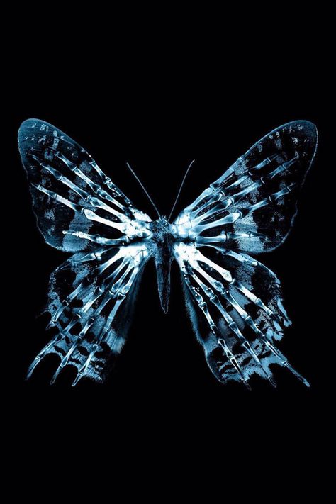 Xray butterfly Fringe Tv Series, Xray Art, Art Papillon, Desain Editorial, Fringe Fashion, Image 3d, 흑백 그림, Butterfly Effect, Butterfly Wallpaper