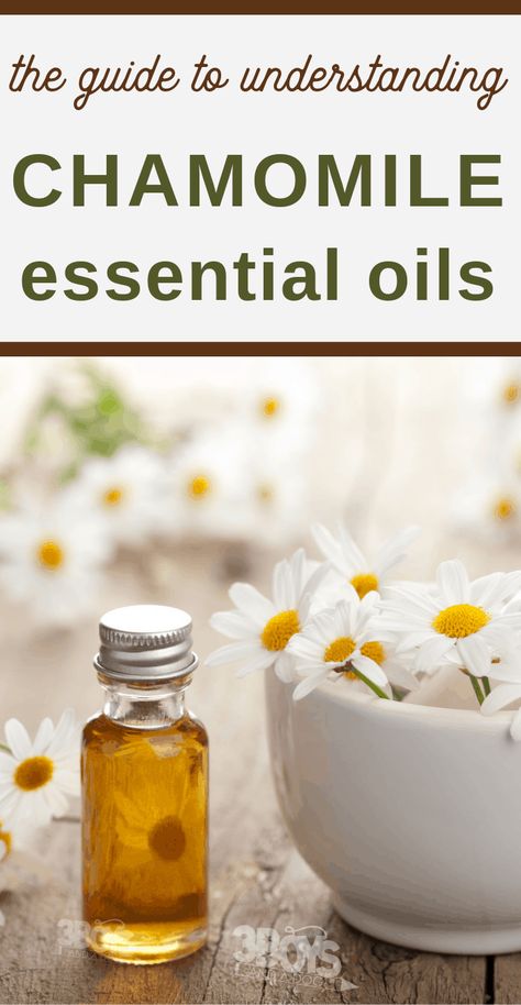 Wondering what the benefits of chamomile essential oils are? You'll find out the history and several different ways that you can use them as well. Essential oils are great to use on a daily basis, but educating yourself is always a good idea! #essentialoils #chamomileessentialoil #beauty #health #3boysandadog Benefits Of Chamomile, Physic Garden, German Chamomile Essential Oil, Blue Chamomile, Green Roots, Chamomile Plant, German Chamomile, Roman Chamomile Essential Oil, Essential Oil Storage