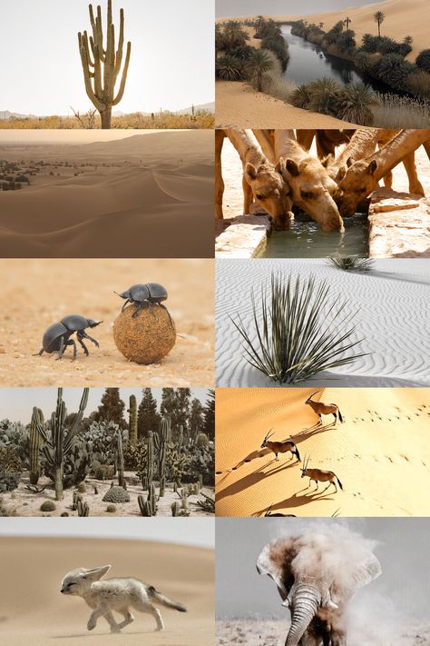 Desert Ecosystem, Fantasy Aesthetics, Awsome Pictures, Desert Beauty, Hot Desert, Desert Life, Witch Aesthetic, Desert Wedding, Zoology