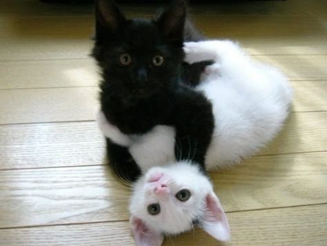 Black Cat And White Cat, Cat Together, White And Black Cat, Cat Cuddle, Ragdoll Kitten, Forest Cat, White Kittens, White Cats, Kittens Funny