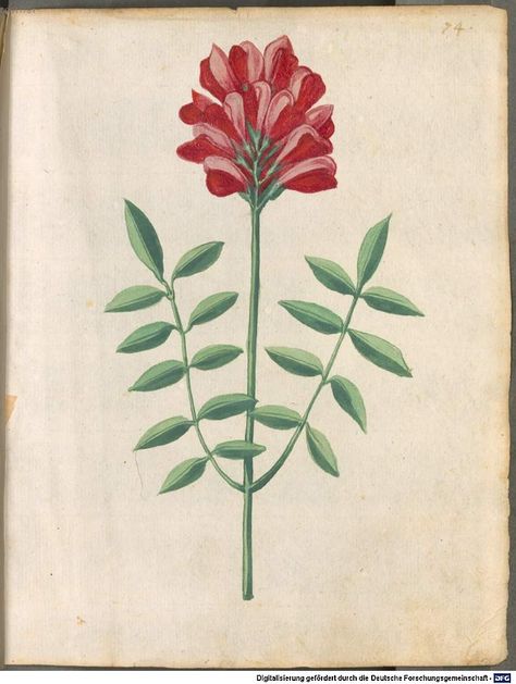 Image 00159 Hortulus Monheimensis (Not Tudor Pattern Book, but probably contemporaneous.) Tudor Pattern, Botanic Painting, Cod Icon, Painting Ceramics, Illustrated Manuscript, Vintage Illustration Art, Flowers Vector, Base Image, Vintage Botanical Prints