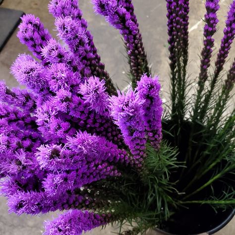 Liatris #flower #freshflowers #davisfloral🌹 Liatris Flower, Flower Identification, Fresh Flowers, Flower Girl, Floral Design, Flowers, Floral, On Instagram, Quick Saves