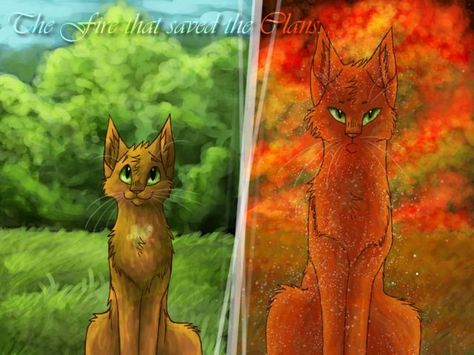 I got: Kit! What Warrior Cat Rank Do You Have? Warrior Cats Scourge, Warriors Erin Hunter, Warrior Cats Books, Warrior Cat Drawings, Love Warriors, Warrior Cats Art, Cat Character, Cat Books, Cat Training