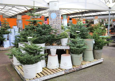 Garden Centre Christmas Display, Garden Center Displays, Garden Urns, Real Christmas Tree, Christmas Garden, Garden Pottery, Christmas Inspo, Garden Shop, Little Garden