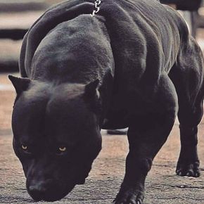 49 Me gusta, 0 comentarios - Pit Bulls (@pitbullsoriginal) en Instagram Pitbull Dog Breed, Black Pitbull, Bully Breeds Dogs, Big Dog Breeds, Corso Dog, Scary Dogs, Aleister Crowley, Bully Dog, Airedale Terrier