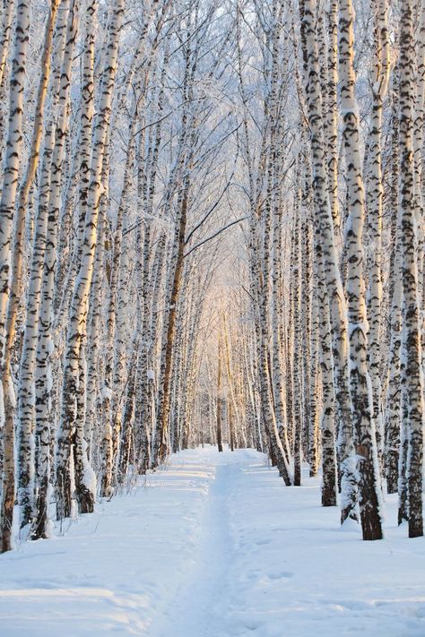 Forest In Winter, White Birch Trees, Birch Forest, Forest Trail, National Park Road Trip, Old Trees, Vertical Lines, Birch Trees, White Birch