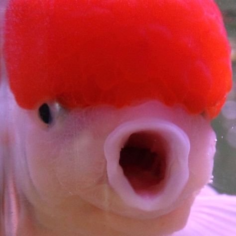 Funny Fish Pictures, Chubby Goldfish, Aesthetic Goldfish, Fat Goldfish, Oranda Fish, Goldfish Oranda, Goldfish Cute, Goldfish Aesthetic, Funny Goldfish