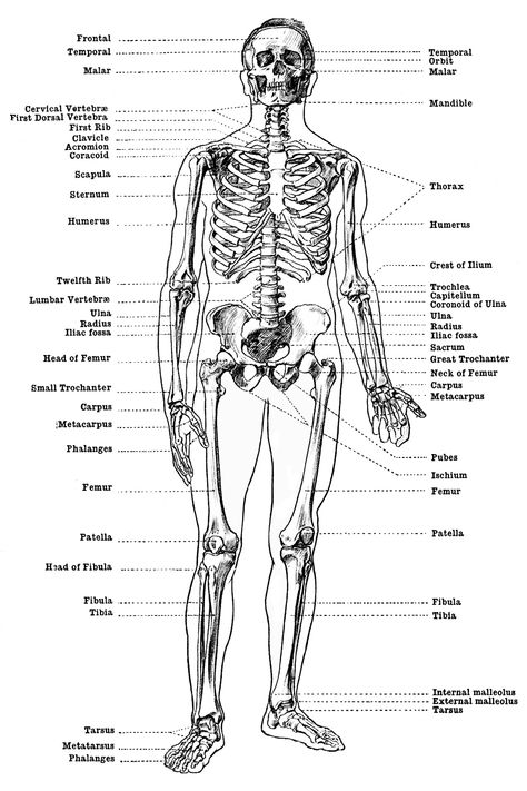 Labeled Skeletons ~ Karen's Whimsy Skeleton Front View, Human Skeleton Diagram, Skeleton Art Projects, Human Skeleton Labeled, Skeleton Worksheet, Skeleton Labeled, Skeleton Diagram, Male Skeleton, Human Skeleton Anatomy