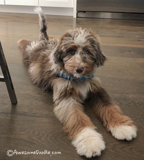 Walnut is a male red merle with bold phantom copper, a moderate amount of white, including white feet. He is so adorable, everywhere he goes people stop and want to pet him! His hair is so soft and does not shed. Such a handsome fella!  #hypoallergenicdogs #nonsheddingdogs #aussiedoodles #awesomedoodle #betterthanagoldendoodle #poodle #australianshepherd #miniaussie #redmerle #puppylove #puppyfever Blue Eyed Puppies, Phantom Bernedoodle, Aussiedoodle Full Grown, Red Merle Aussiedoodle, Toy Aussiedoodle, Merle Aussiedoodle, Aussie Doodle, Doodle Dog Breeds, Aussiedoodle Puppies