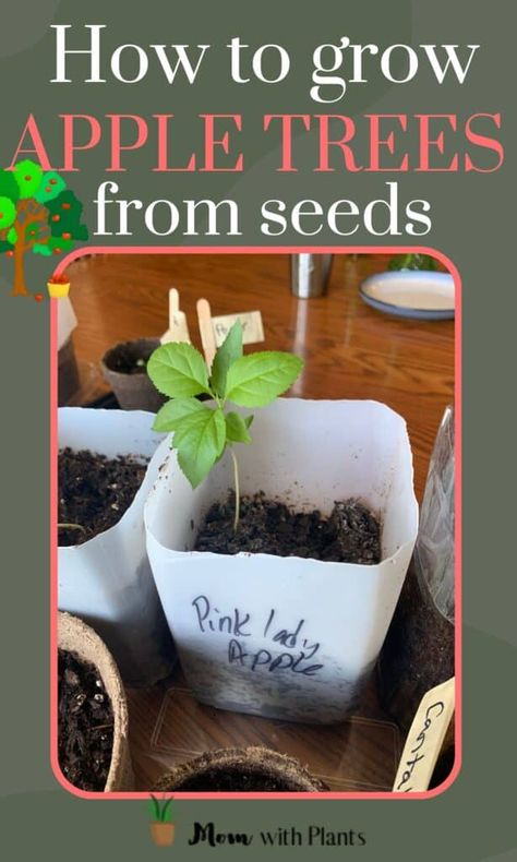 Planting Apple Seeds, Apple Trees From Seeds, Cherry Fruit Tree, Growing Apple Trees, When To Plant Seeds, Apple Tree Care, Jewish Preschool, Apple Tree From Seed, Fruit Trees In Containers