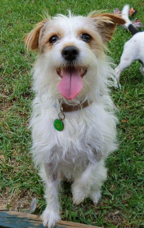 Wire Foxy Russell (Jack Russell Terrier x Wire Fox Terrier mix) Wire Haired Terrier, Wirehaired Fox Terrier, Jack Russell Mix, Dog Breed Names, Jack Russell Terrier Mix, Jack Russell Terrier Puppies, Dog Mixes, Fox Terriers, Jack Russells