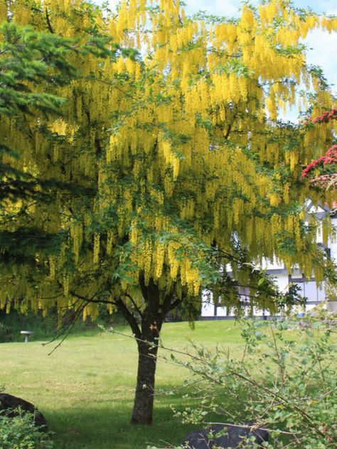 Laburnum x watereri is a deciduous, flowering tree up to 25 feet (7.5 m) tall, with trifoliate leaves that are slightly hairy beneath... #laburnum #plantopedia #FloweringPlant #flowers #FloweringPlants #plant #plants #flower #blooming #FlowersLover #FlowersLovers #FlowerGarden #WorldOfFlowers #WorldOfFloweringPlants #nature Golden Chain Tree, Lakeside Garden, Backyard Hangout, Collection Board, Flower Blooming, Honey Locust, Flowering Tree, Visual Search, Wildlife Gardening